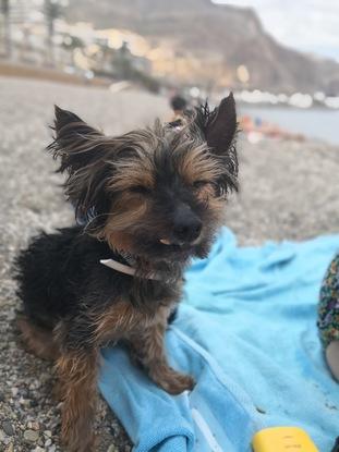 Mi perro en la playa