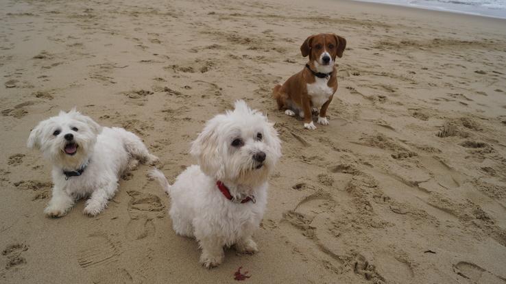 Hartza,  Kai y Toby en la Zurriola