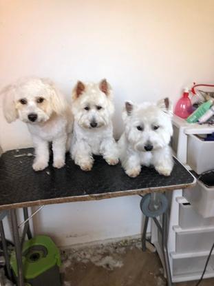 Mis tres perritos de peluquería más guapis y simpáticos , os quiero 🌻