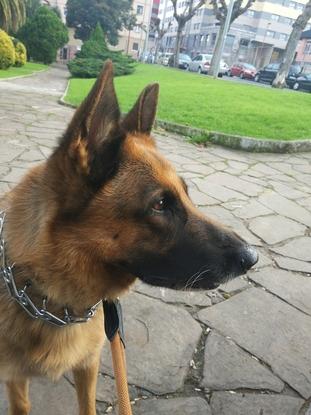 Precioso gran Thor ☺️