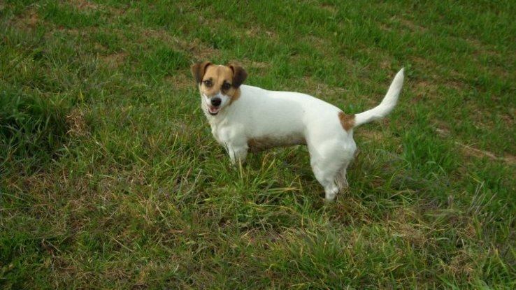 Bony de paseo por el campo