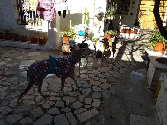 Kanita, galgo alfombra.