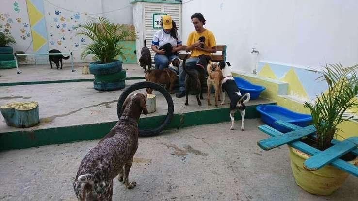 Aquí en el hospedaje canino, Club Paseo Canino en el que trabajé por un año