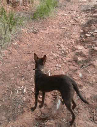 Hash, mi podenquita de cruce, acompañandome por la montaña. 