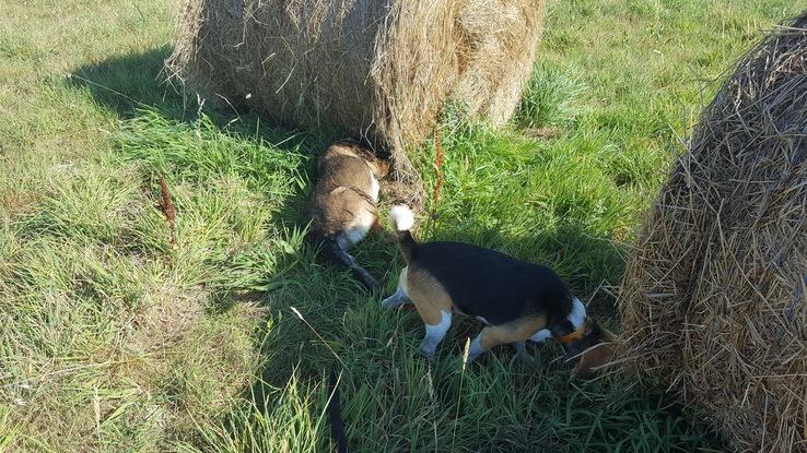 Kalach y Jana jugando en el campo...