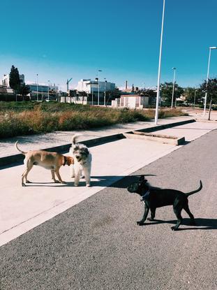 Truck, Coco y Niebla