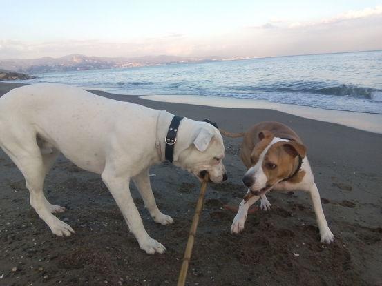 paseos y diversión por la playa de guadalmar  