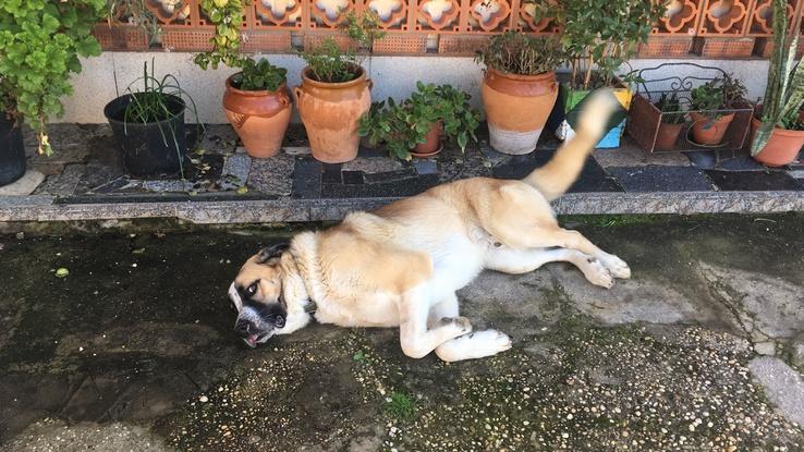 Bambu, un cachorro de Mastin muy travieso pero muy noble. Aprendio muy rápido en su adiestramiento.