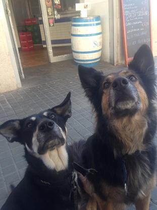 Pua y Mota en un paseo diario.