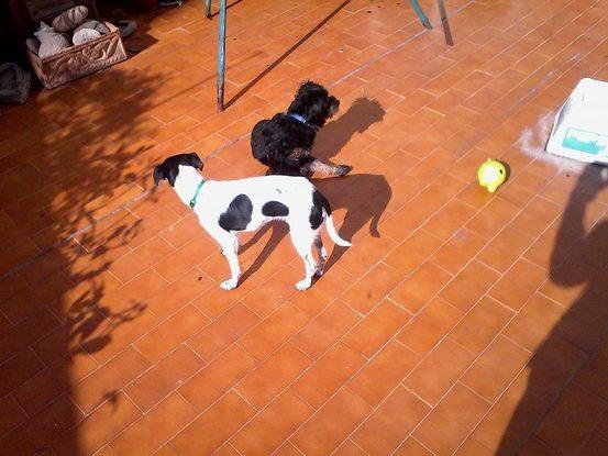 Estos son suri y coco jugando en la terraza.