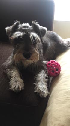 Mi perra schnauzer se llama maki 