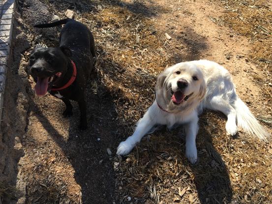 Gina y Leo 🐶❤️🐶