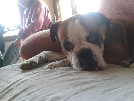 Mi boxer descansando en el sofa
