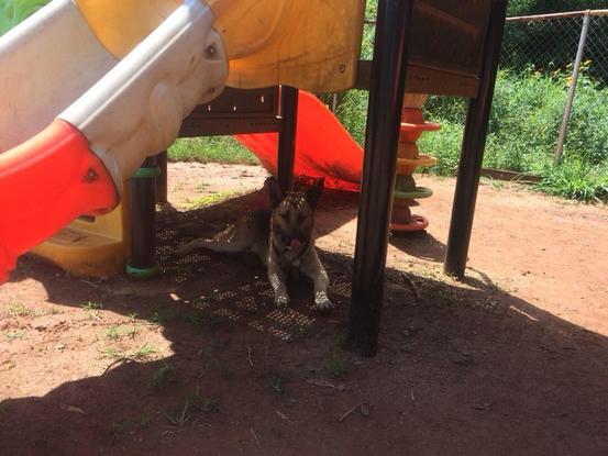 Zultan descansando luego de un dia de paseo