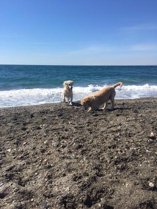 Yuli jugando en la playa con un perrito que cuidé