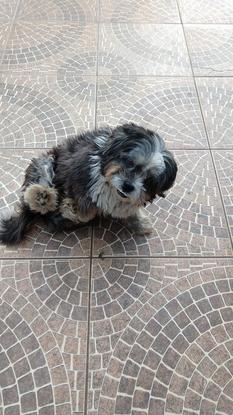 Mi perrita q está en Brasil 😍
