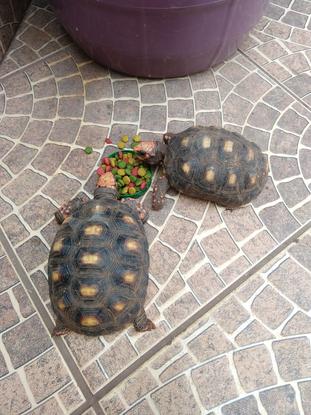 Mis tortugas 😍