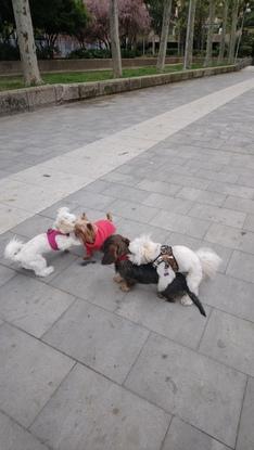 Uno de los Bichon Maltés que saqué a pasear. 