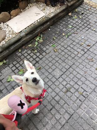 De paseo con Kuma 