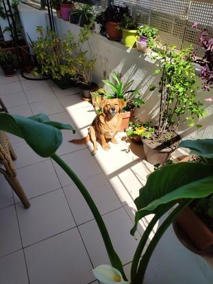 Bulma tomando el sol