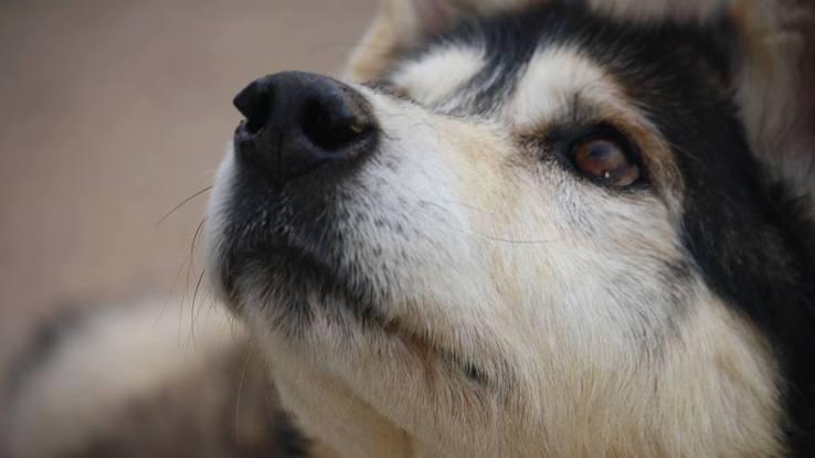 El precioso Nanuk... Pasó varios meses en acogida en casa ¡Cuánto le echamos de menos!