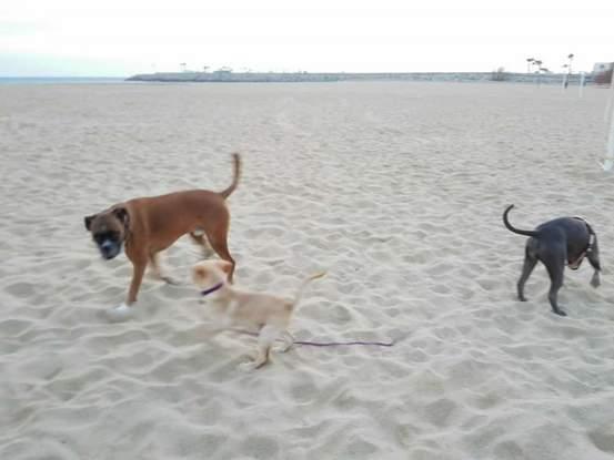 La playa,uno de mis espacios favoritos con ellos: ellos son Thor,Bora y Zeus