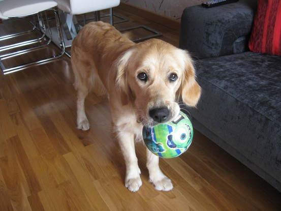 Nola pidiendome que juege con ella a la pelota.