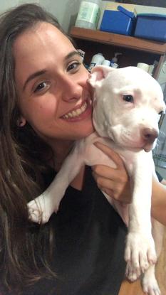 Reina Pitbull 2 meses 