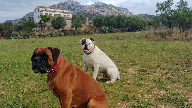 Campo para pasear al lado de casa