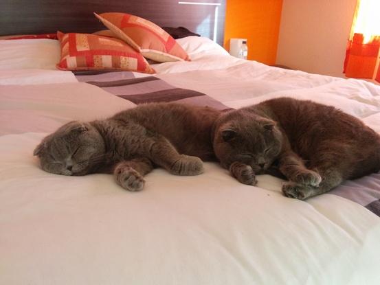 Nuestros dos gatos