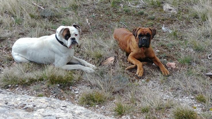 Nuestros perros Runny y Charlotte