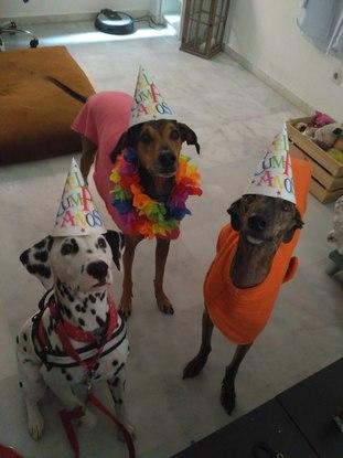 Celebrando el cumpleaños de Thibao. Laika, Thibao y Maya