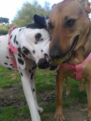 Porque de una pelota de tenis también pueden tirar dos. Laika y Keira