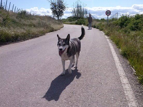 Nika paseando contenta