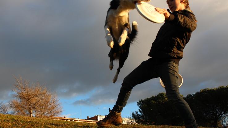 DiscDog, frisbie canino