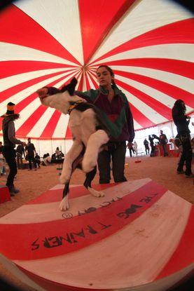 Habilidades Caninas Seminario de Francis Metcalf 