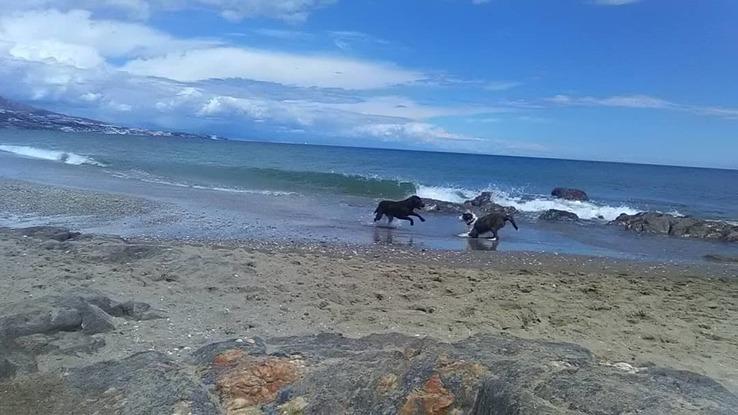 Arwen y su amigote divirtiéndose en la playa!!