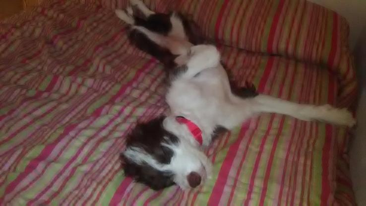 Arwen echandose una gran siesta!!