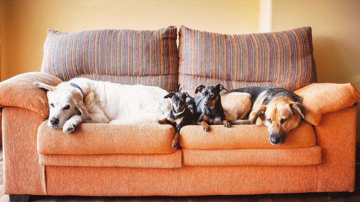 En mi casa, los perros se sienta en el sofá y los humanos en el suelo! 