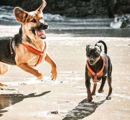 Thor y Hayley disfrutando de un paseo por la playa