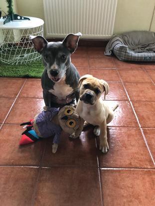 Bicka y Dagda, un cachorro que tuve de acogida.