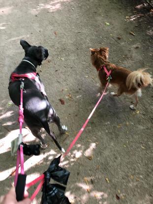Bicka y Lilie, la perra de mi hermana.