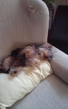 Chester ha vivido con nosotros 1 semana! todo un rey!