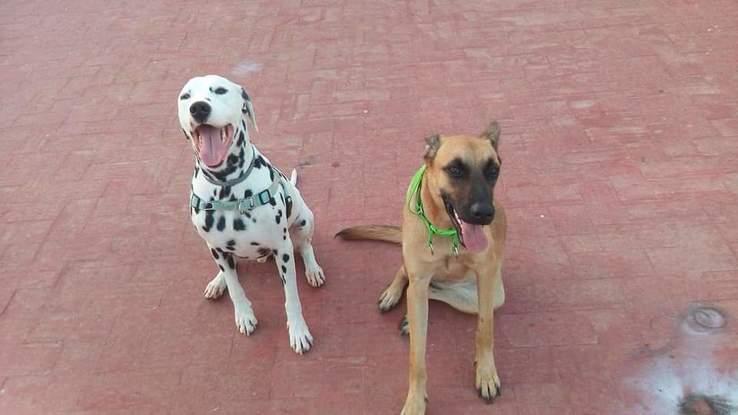 Will y Atenea en nuestra terraza