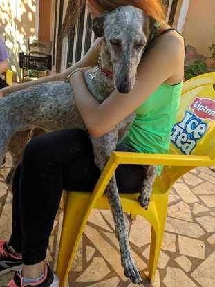 Alins, galguita preciosa y buena, la tuvimos de acogida, ahora está felizmente con su nueva familia. 