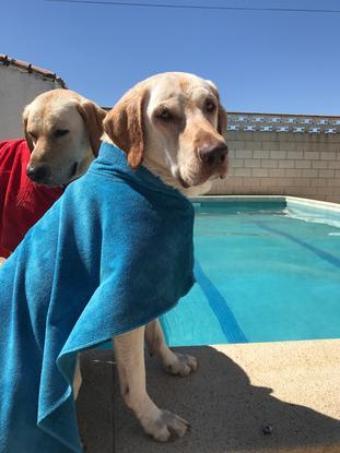 Después de un chapuzón en la piscina 