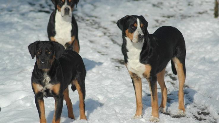 Winnie, Pona and Prissy en criadero de perros Alemania
