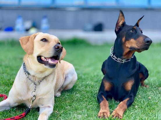 Bruno y su mejor amiga Dona