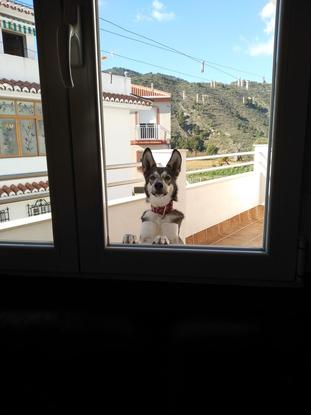 Desde la ventana del salón que da a la terraza 