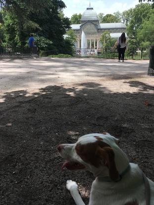 Paseos por el retiro con Yanko